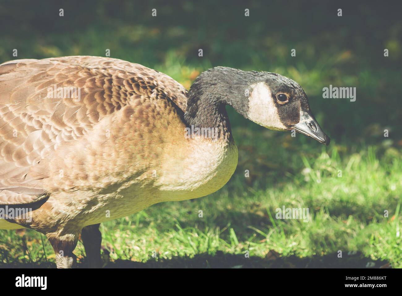 Canada goose with bent neck on grass Stock Photo