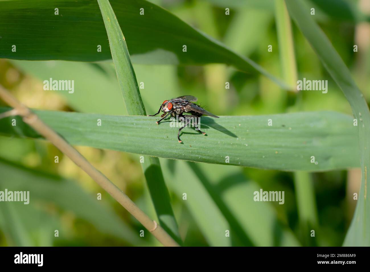 A flesh fly on a leaf, with large red compound eyes, proboscis, and big sticky feet Stock Photo