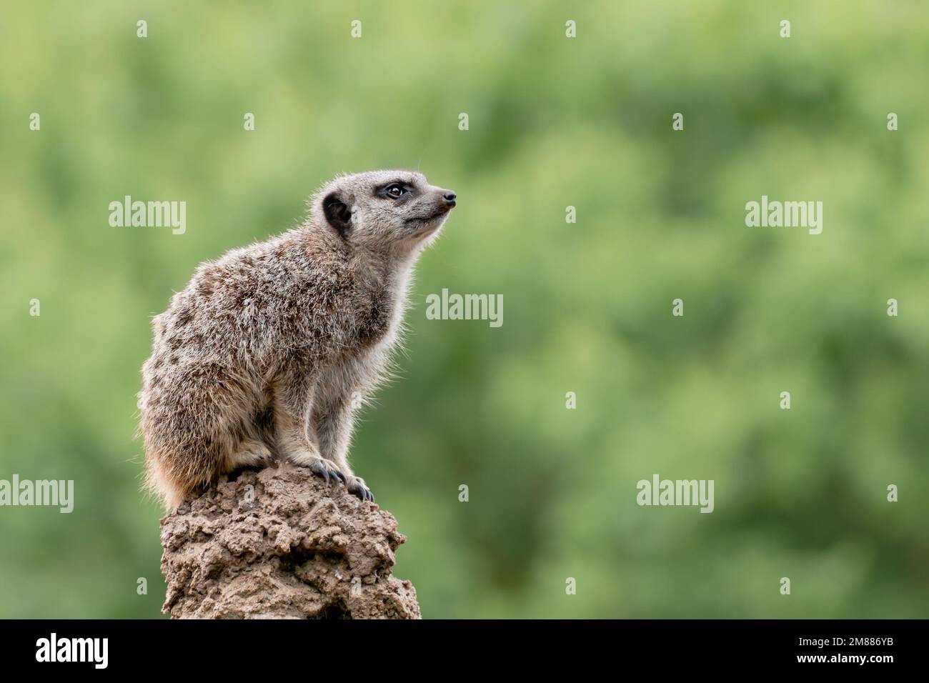 Meerkat on mound looking right with copy space Stock Photo