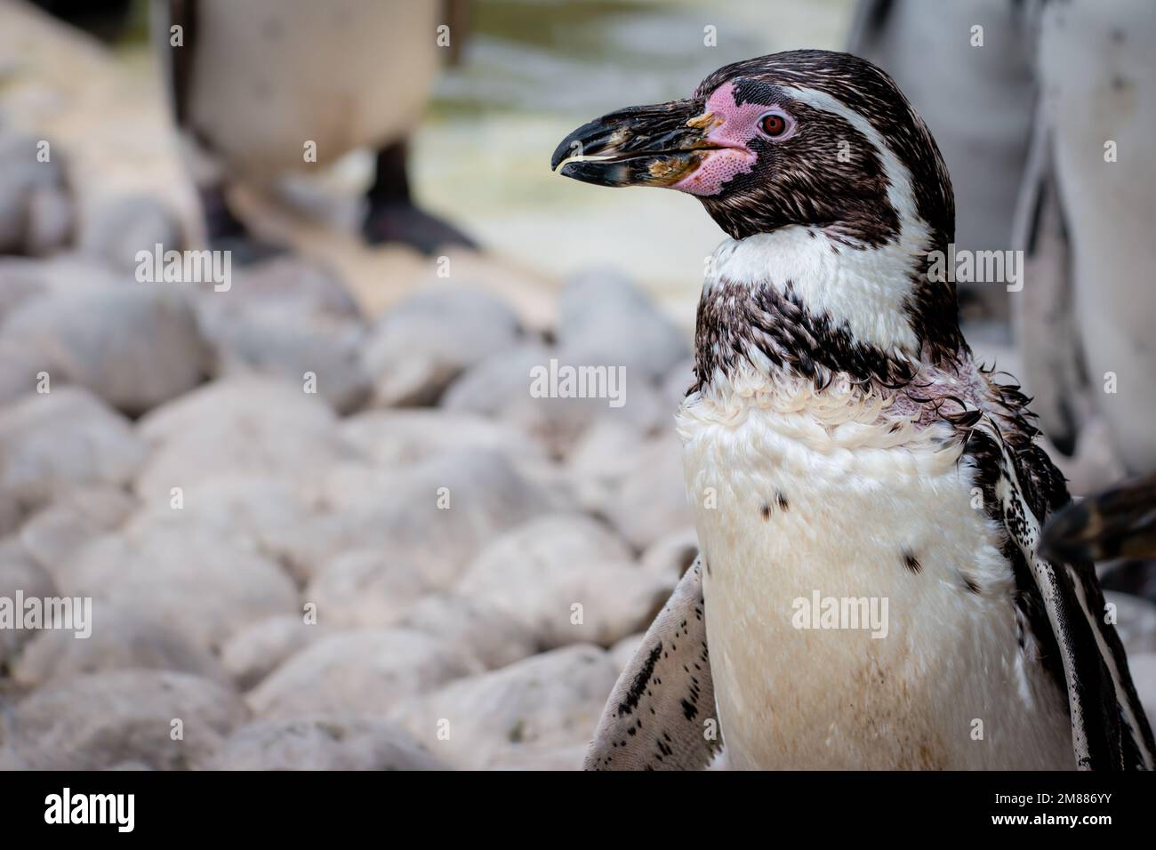 Humboldt penguin with red eye looking left Stock Photo