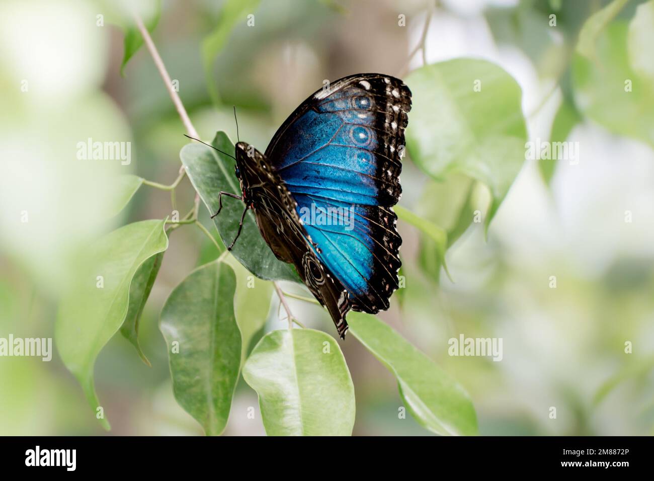A blue morpho peleides butterfly, wings half open showing vivid blue dorsal Stock Photo