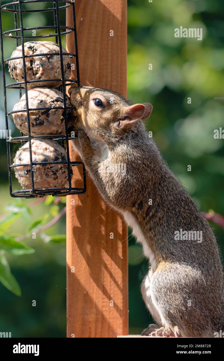 A grey squirrel stealing food from birdfeeder, eating suet fat balls