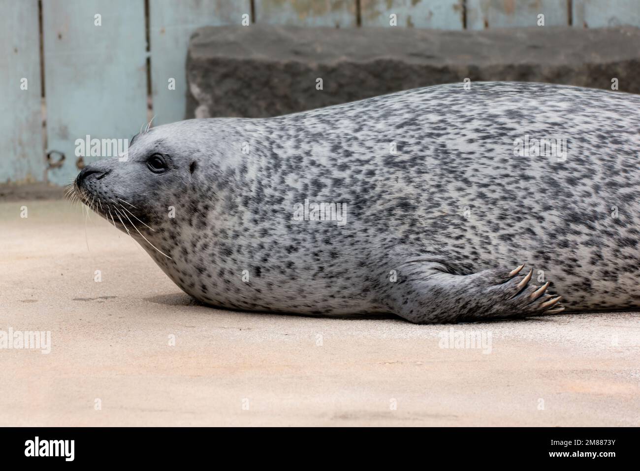 Common harbour seal stretched out on land with eyes open Stock Photo Alamy