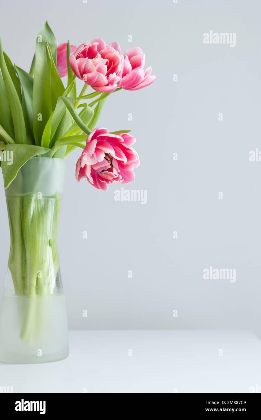 Fresh bouquet of pink tulips in a clear glass vase against a white ...
