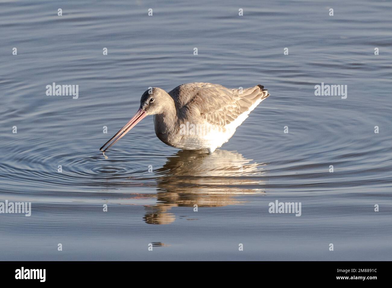 Black-tailed Godwit (Limosa limosa), a winter visitor from Iceland, fishing in Timoleague estuary, West Cork, Ireland. Stock Photo