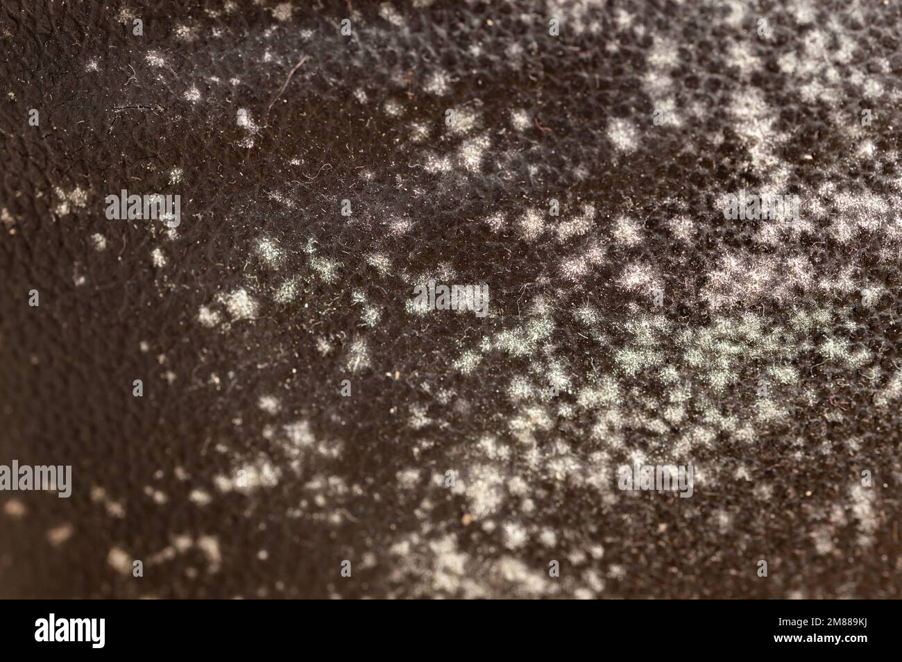 Mold on black couch, fungus on black background, bacteria on black