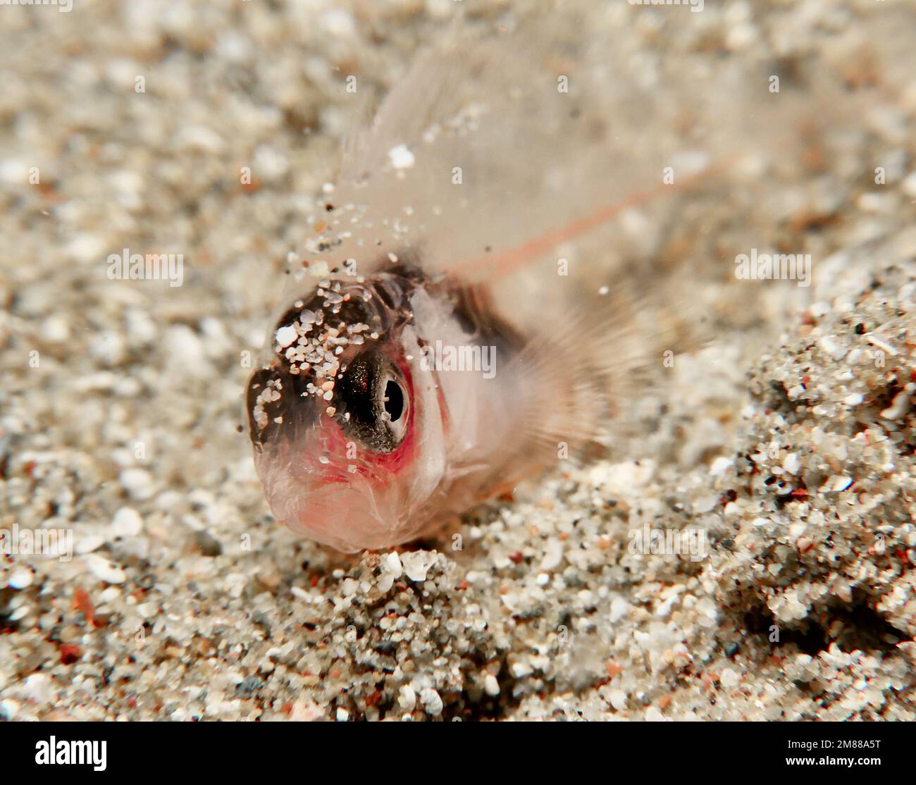 Newborn grouper fish hi-res stock photography and images - Alamy