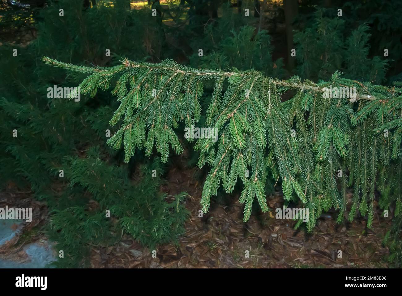 Close-up of green spruce branch of Picea abies Viminalis. Also known as Norway spruce or European spruce. Stock Photo