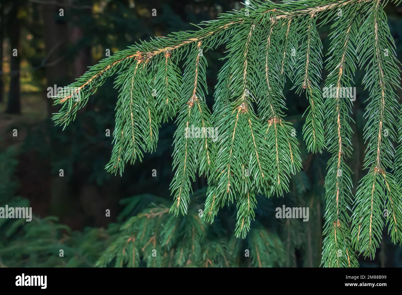Close-up of green spruce branch of Picea abies Viminalis. Also known as Norway spruce or European spruce. Stock Photo