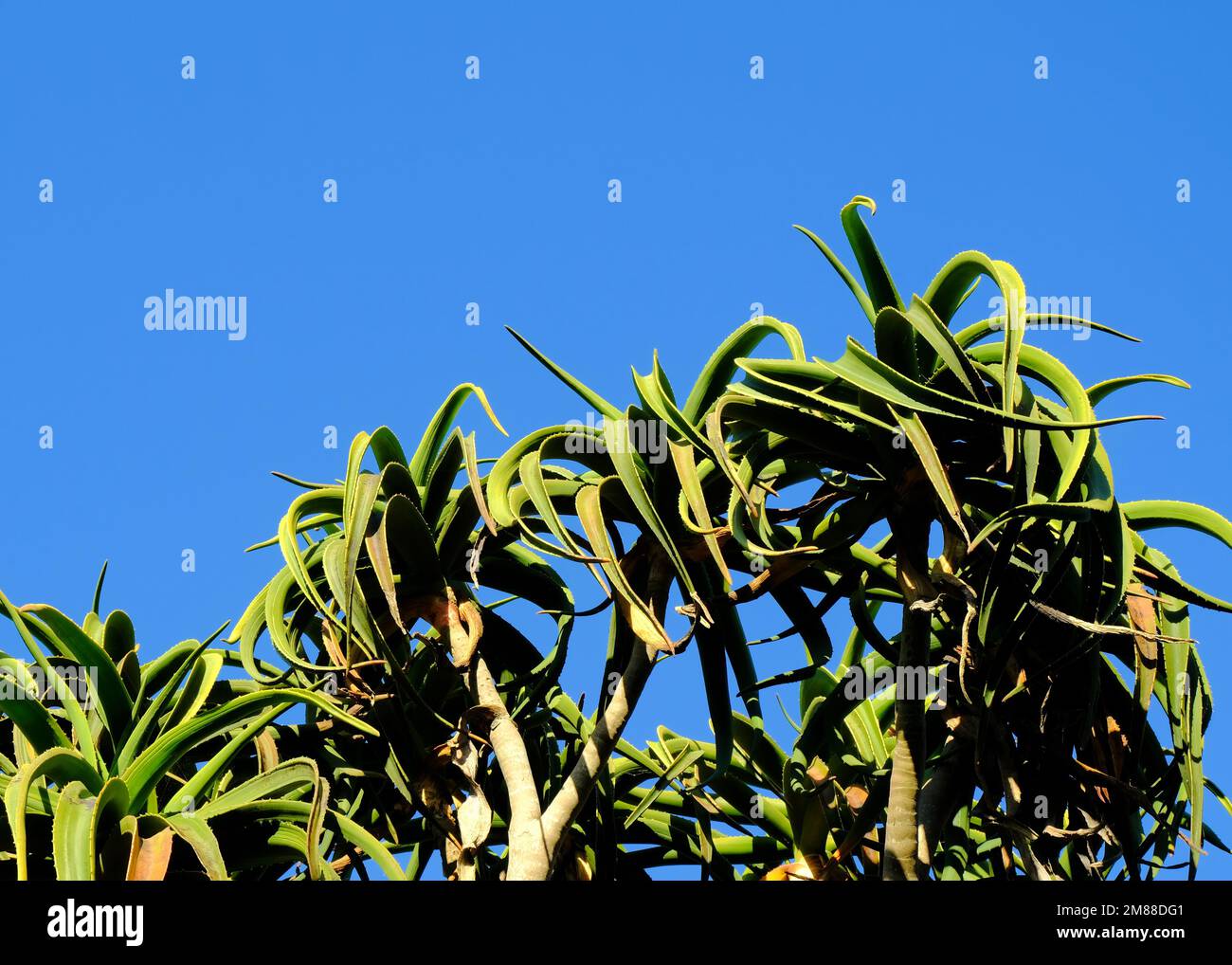 Top part of South African native Aloe Barberae or Tree Aloe against a clear blue sky; green leaves and copy space. Stock Photo