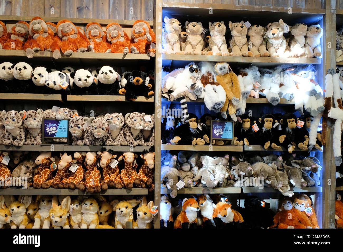 Zoo gift store shelves displaying plush animals: stuffed animals on display; gift shop souvenirs for zoo patrons and visitors. Stock Photo