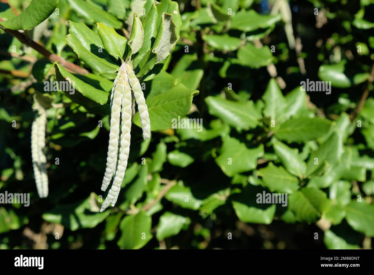 Garrya elliptica, silk-tassel bush; evergreen shrub and flowering plant in the Garryaceae family, native to coastal California and Southern Oregon. Stock Photo