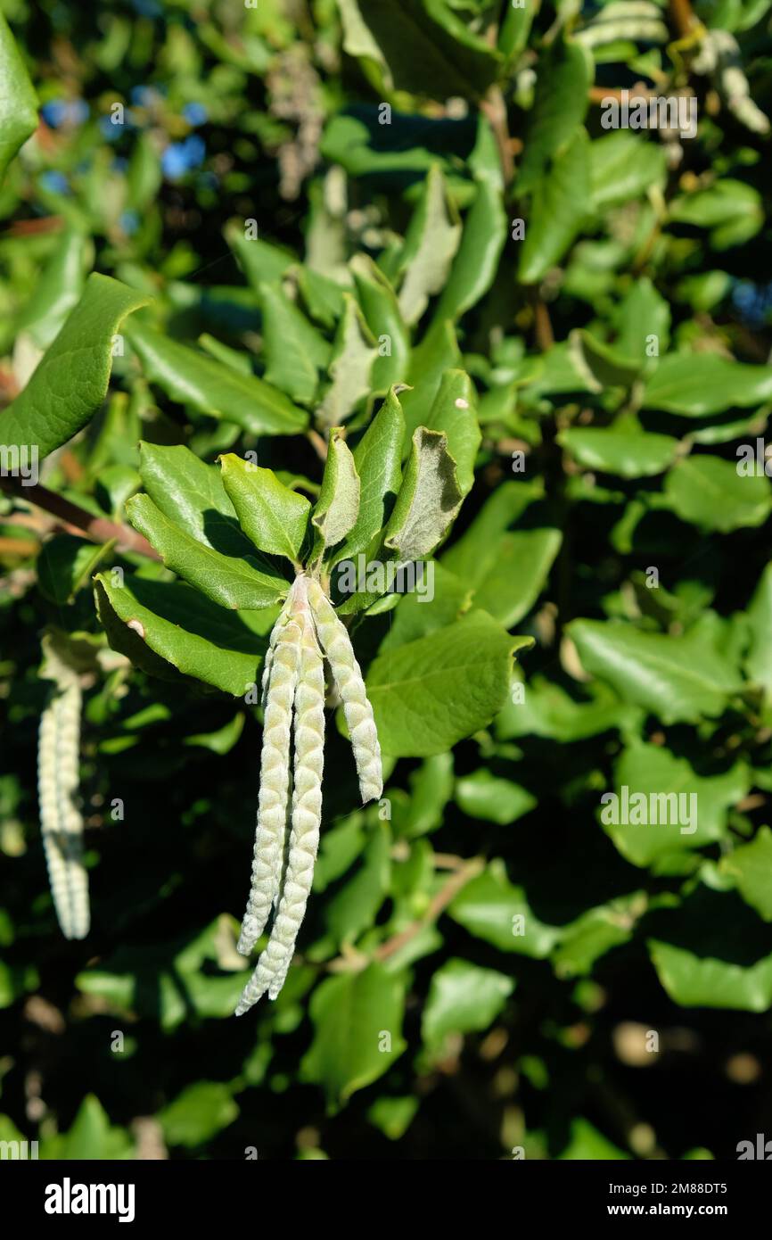Garrya elliptica, silk-tassel bush; evergreen shrub and flowering plant in the Garryaceae family, native to coastal California and Southern Oregon. Stock Photo
