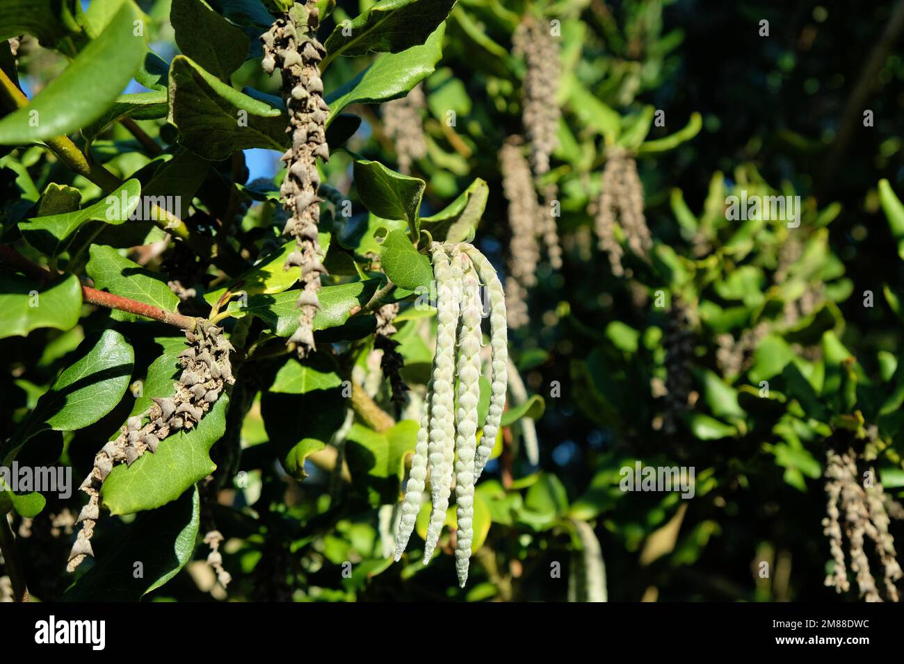 Garrya elliptica, silk-tassel bush; evergreen shrub and flowering plant in the Garryaceae family, native to coastal California and Southern Oregon. Stock Photo