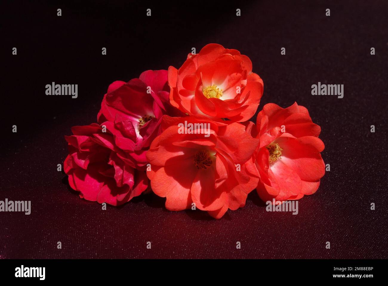 Light burgundy red hi-res stock photography and images - Alamy