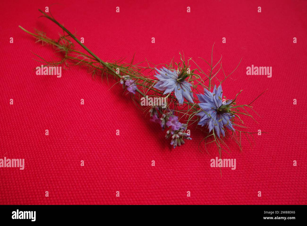 Nigella sativa and lavender flowers on magenta background Stock Photo