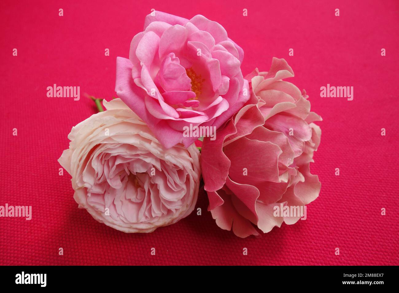 Three beautiful pink roses hi-res stock photography and images - Alamy