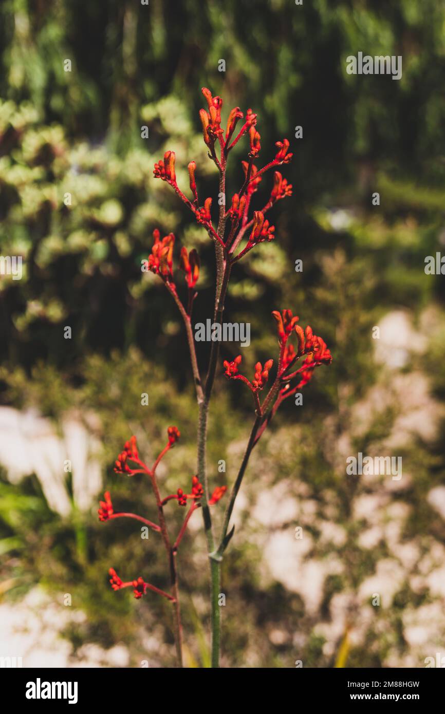 native Australian kangaroo paw plants with flowers outdoor in beautiful tropical backyard shot at shallow depth of field Stock Photo