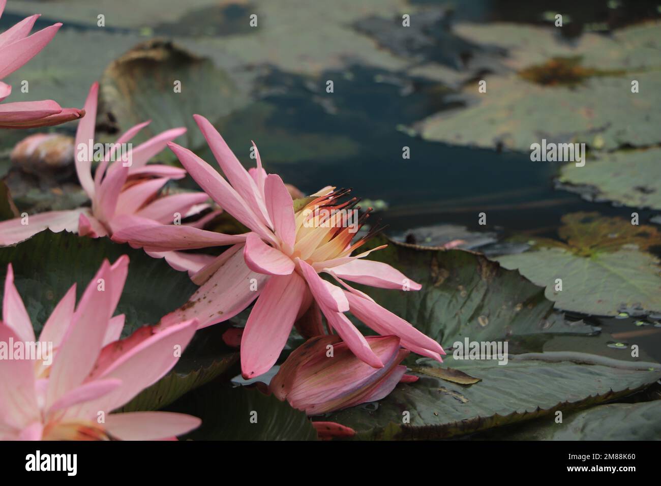 Beautiful pink waterlily or lotus flower in pond Stock Photo - Alamy