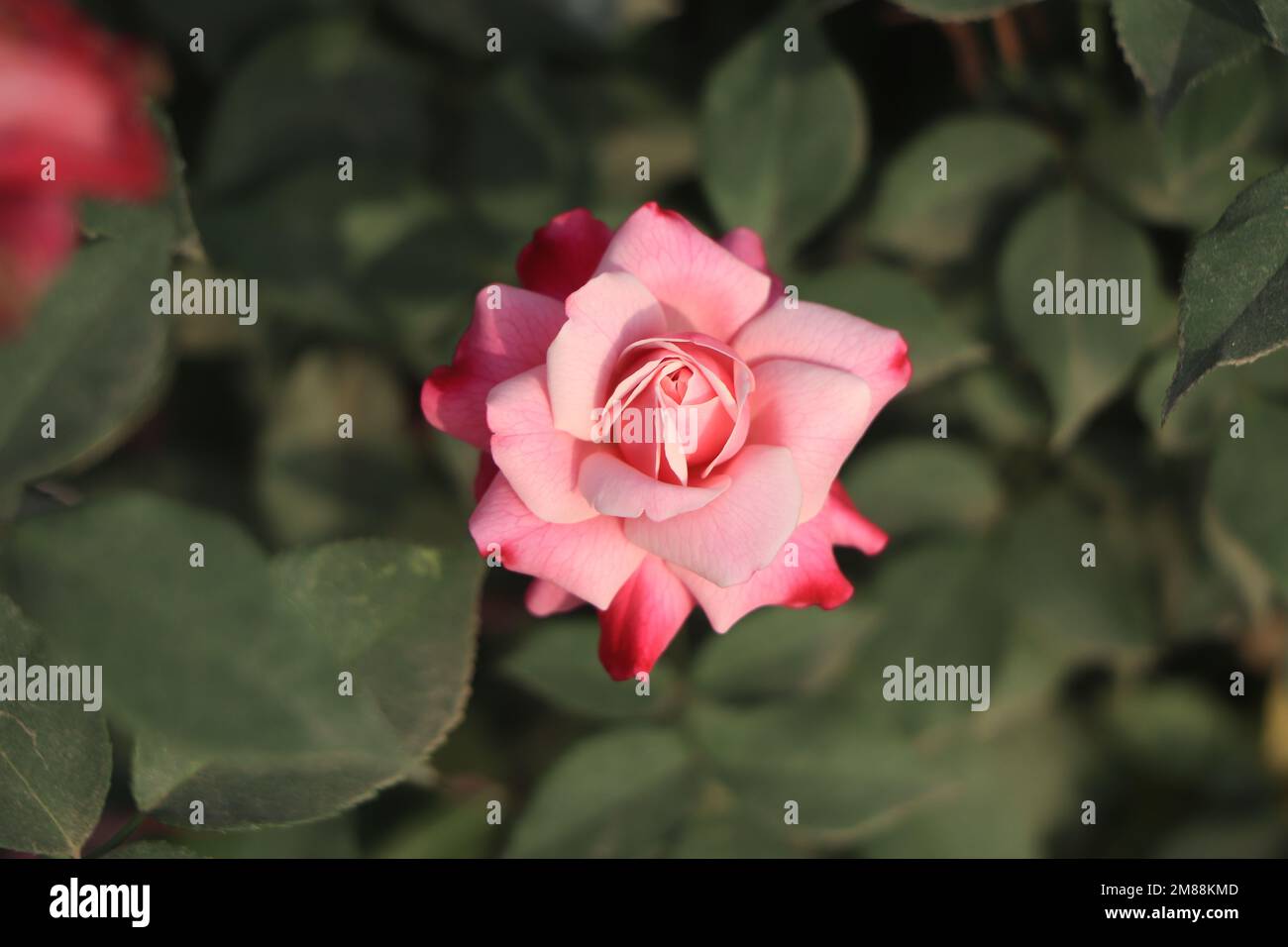 Blooming pink rose in a garden of Bangladesh Stock Photo Alamy