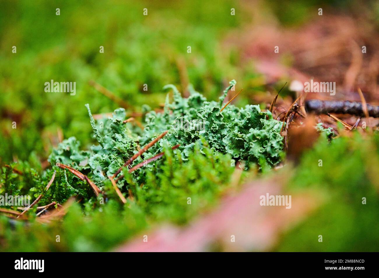 Close-up of a monk's-hood lichen (Hypogymnia physodes), Bavaria, Germany Stock Photo