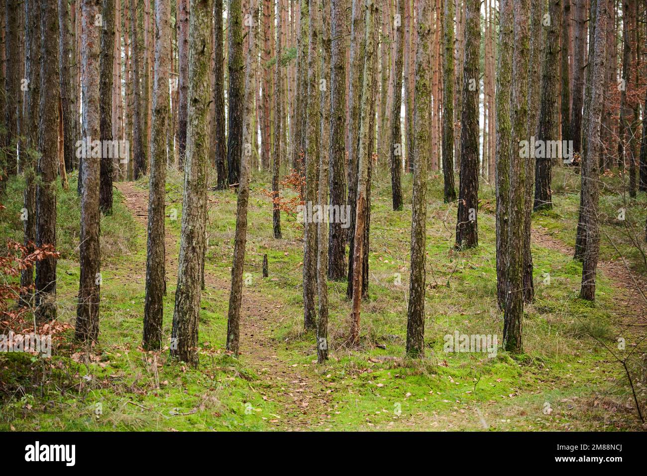 Tree Trunks Of The Scots Pine Pinus Sylvestris In The Forest