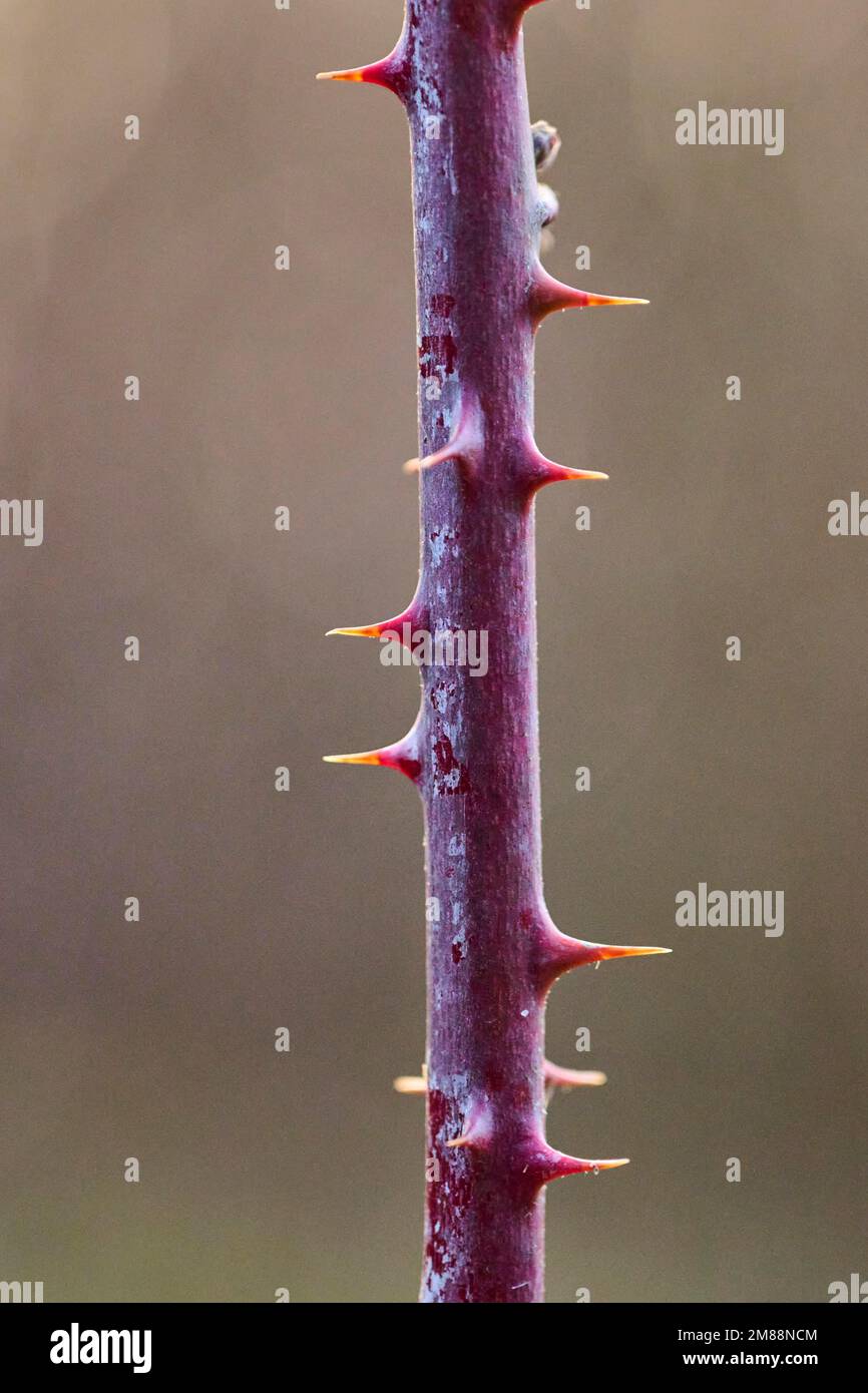Blackberry thorns hires stock photography and images Alamy