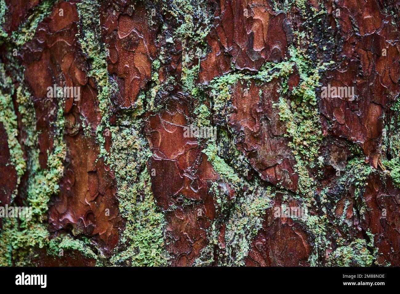 Close-up of a monk's-hood lichen (Hypogymnia physodes) on the batk of a tree, Bavaria, Germany Stock Photo