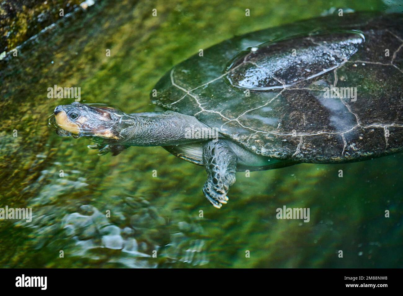 Yellow-spotted Amazon river turtle (Podocnemis unifilis) swimming in a water, captive, South America Stock Photo