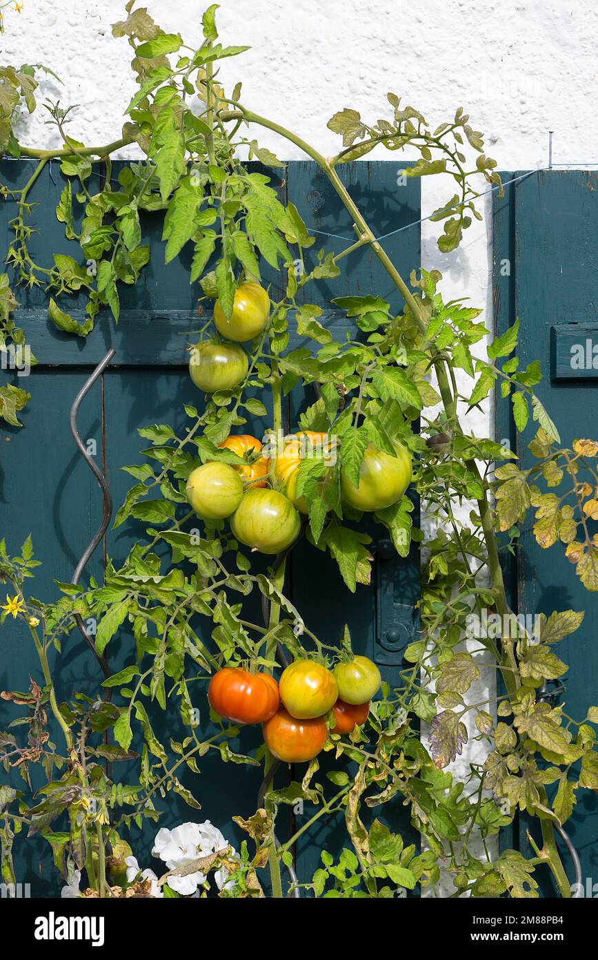 Tomato (Solanum lycopersicum) with fruits in front of a window shop, Bavaria, Germany Stock Photo