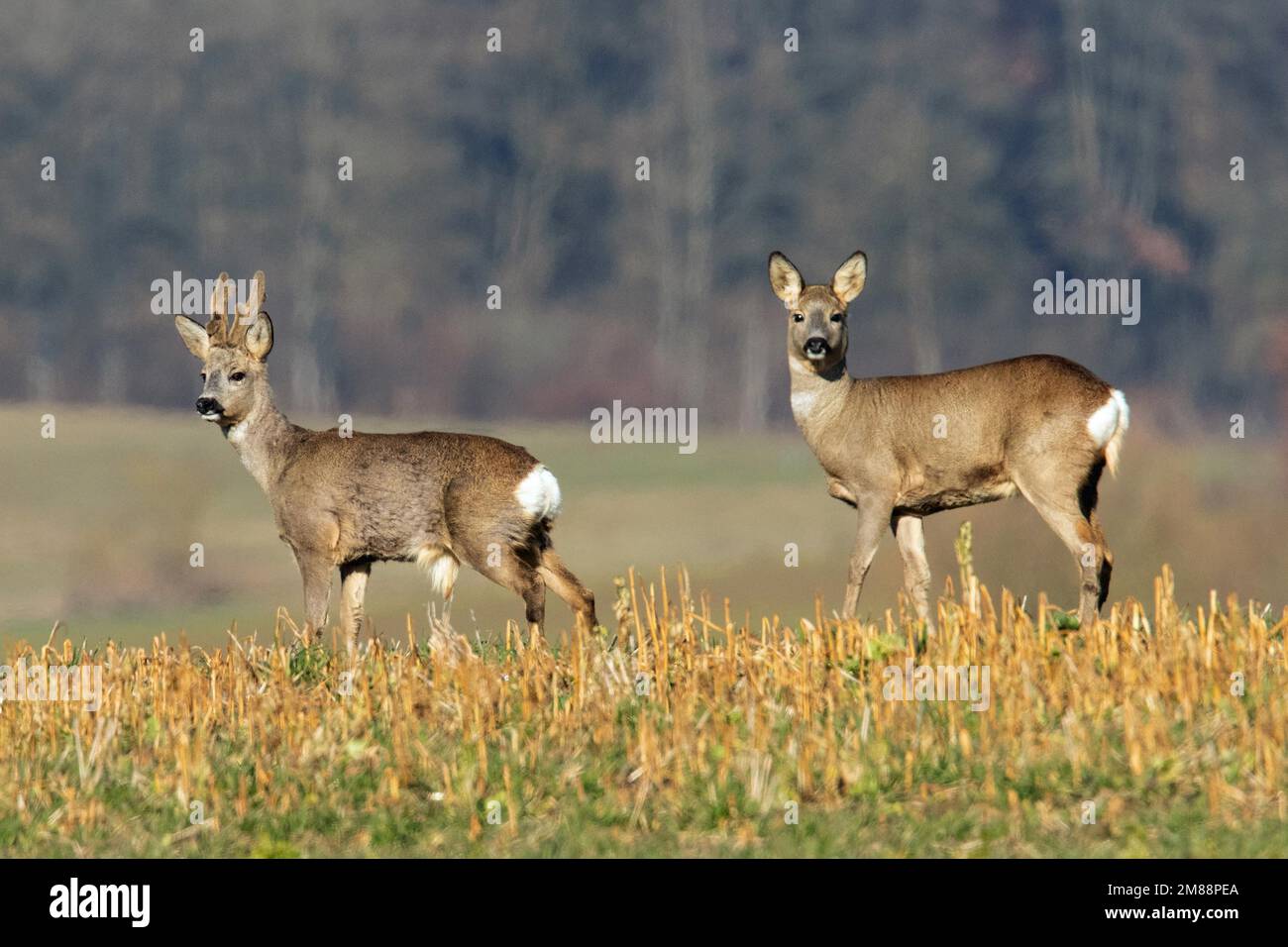 Roe buck and goat standing side by side looking into field Stock Photo