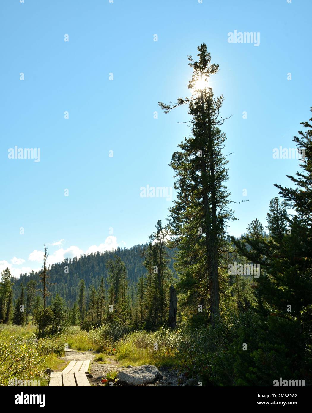 A look at the sun through the trunk of a tall cedar standing alone in a picturesque valley with a paved wooden path. Natural park Ergaki, Krasnoyarsk Stock Photo