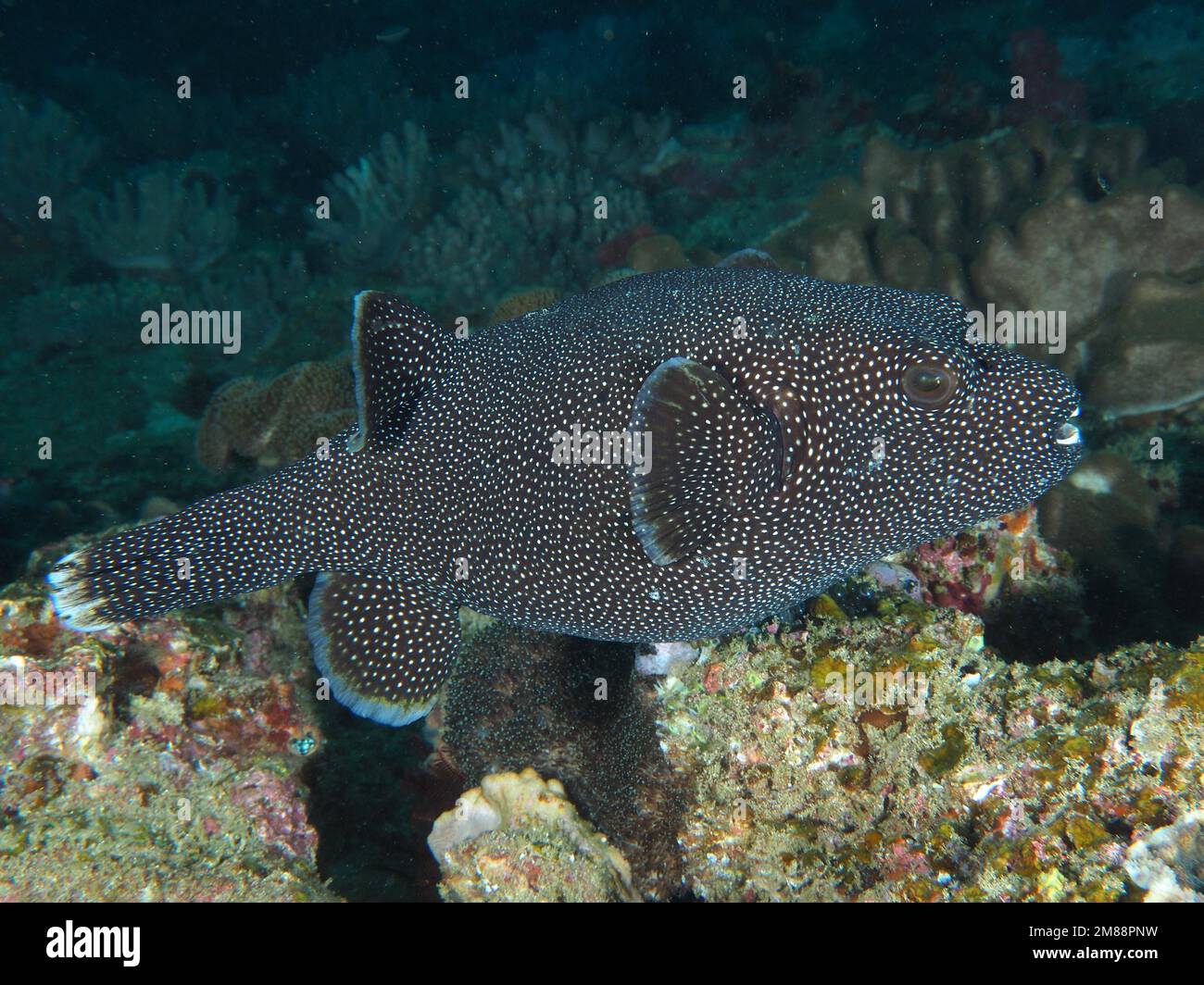 Guineafowl puffer (Arothron meleagris) . Dive site Sodwana Bay, Maputaland Marine Reserve, KwaZulu Natal, South Africa, Africa Stock Photo