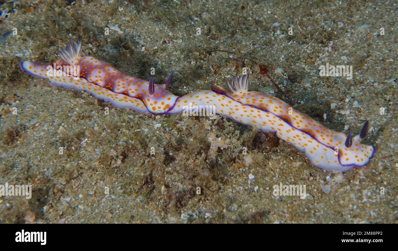 Two beautiful hypselodoris (Hypselodoris pulchella) . Dive site Sodwana Bay, Maputaland Marine Reserve, KwaZulu Natal, South Africa, Africa Stock Photo