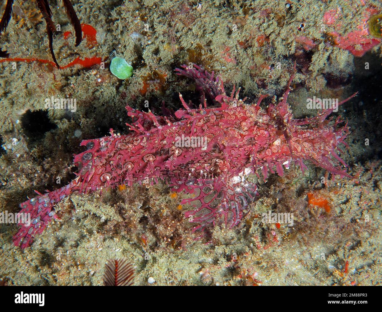 1,951 Coral Reef Vertical Stock Video Footage - 4K and HD Video Clips