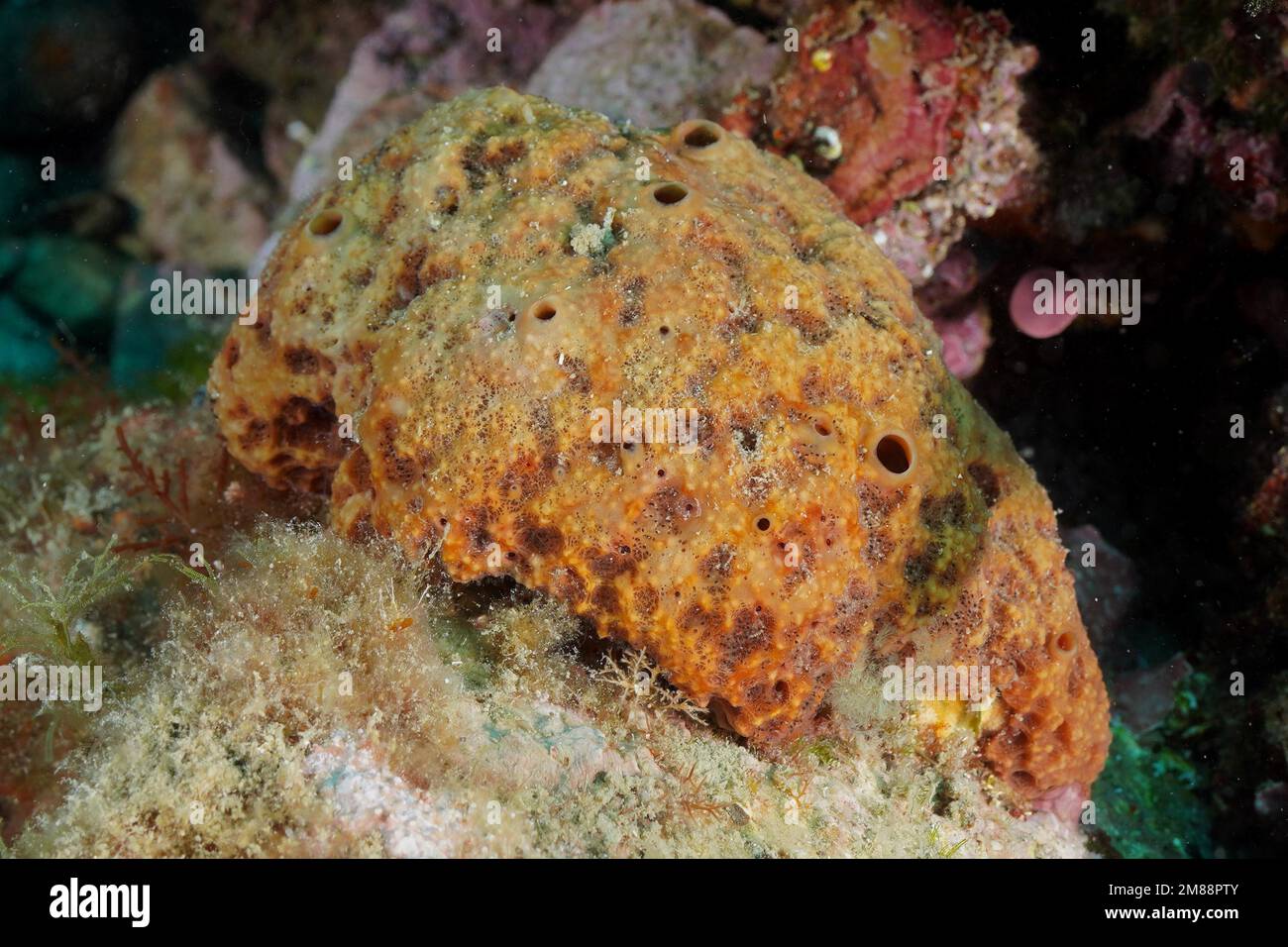 Black Sponge, Ircinia muscarum, Kas, Antalya, Mediterranean Sea, Turkey  Stock Photo - Alamy