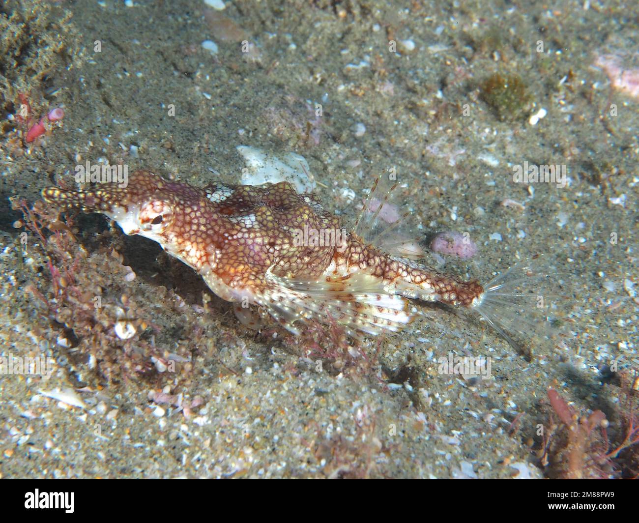 Little dragonfish (Eurypegasus draconis) . Dive site Sodwana Bay, Maputaland Marine Reserve, KwaZulu Natal, South Africa, Africa Stock Photo