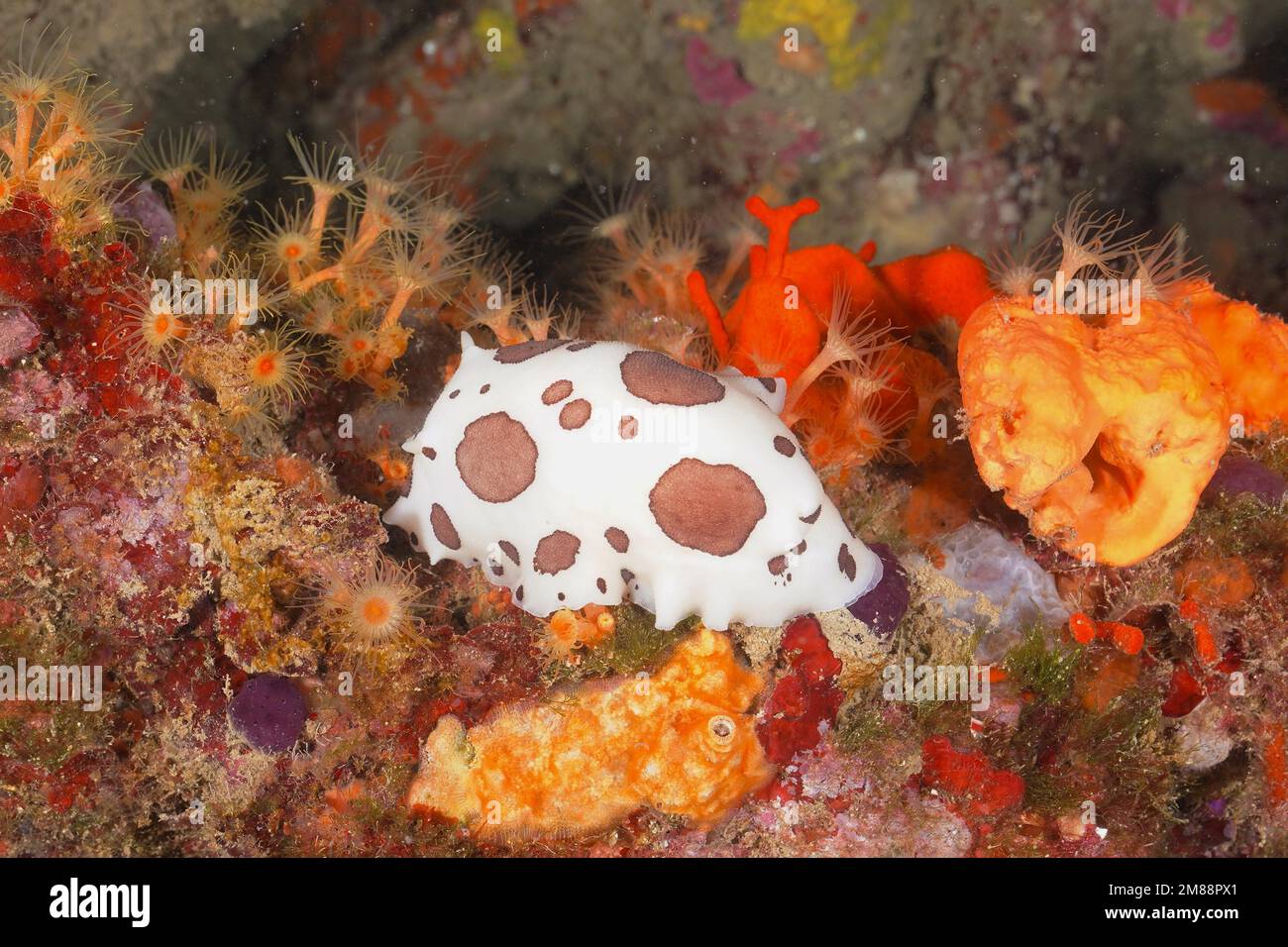 Leopard snail (Peltodoris atromaculata) between yellow cluster anemone (Parazoanthus axinellae) . Dive site Marine Reserve Cap de Creus, Rosas, Costa Stock Photo