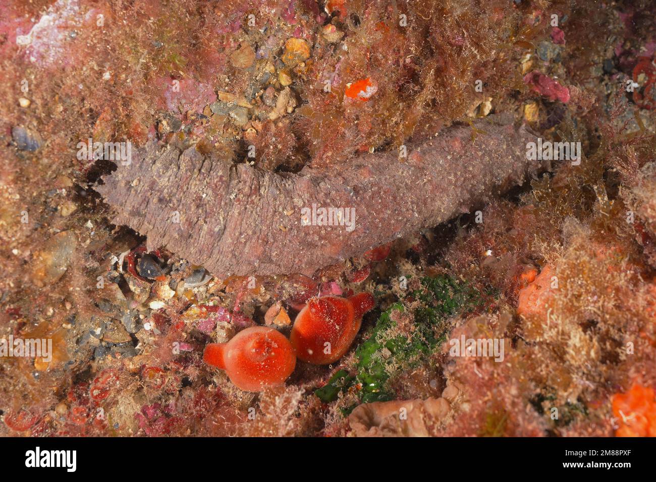 Cotton-spinner (Holothuria tubulosa) . Dive site Marine Reserve Cap de Creus, Rosas, Costa Brava, Spain, Mediterranean Sea, Europe Stock Photo