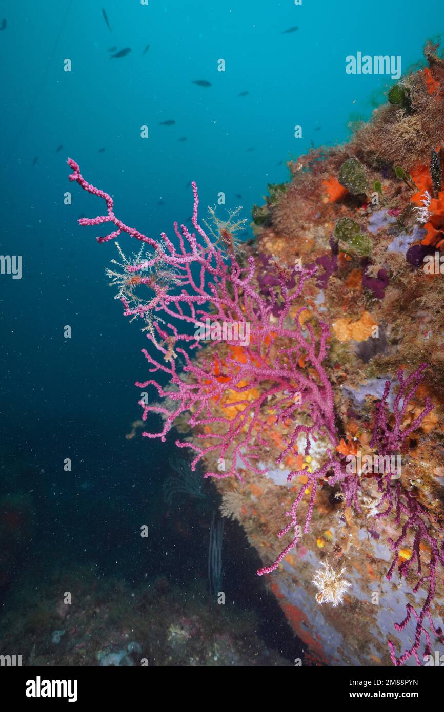 Crusting leather coral (Parerythropodium coralloides) . Dive site Marine Reserve Cap de Creus, Rosas, Costa Brava, Spain, Mediterranean Sea, Europe Stock Photo