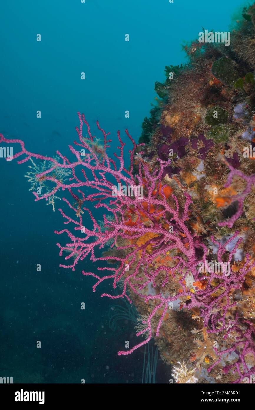 Crusting leather coral (Parerythropodium coralloides) . Dive site Marine Reserve Cap de Creus, Rosas, Costa Brava, Spain, Mediterranean Sea, Europe Stock Photo