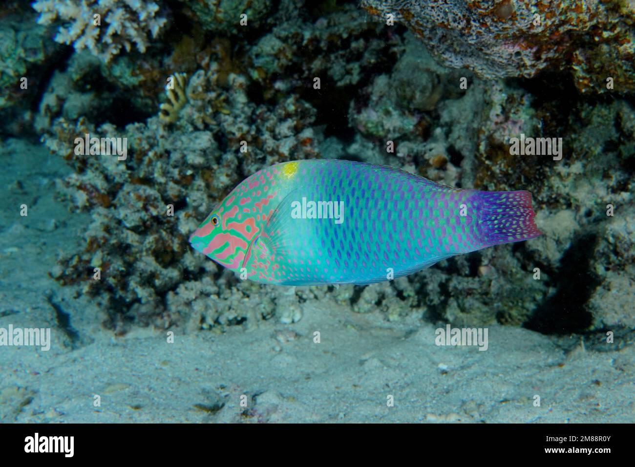 Checkerboard wrasse (Halichoeres hortulanus) . Dive site House Reef, Mangrove Bay, El Quesir, Red Sea, Egypt, Africa Stock Photo