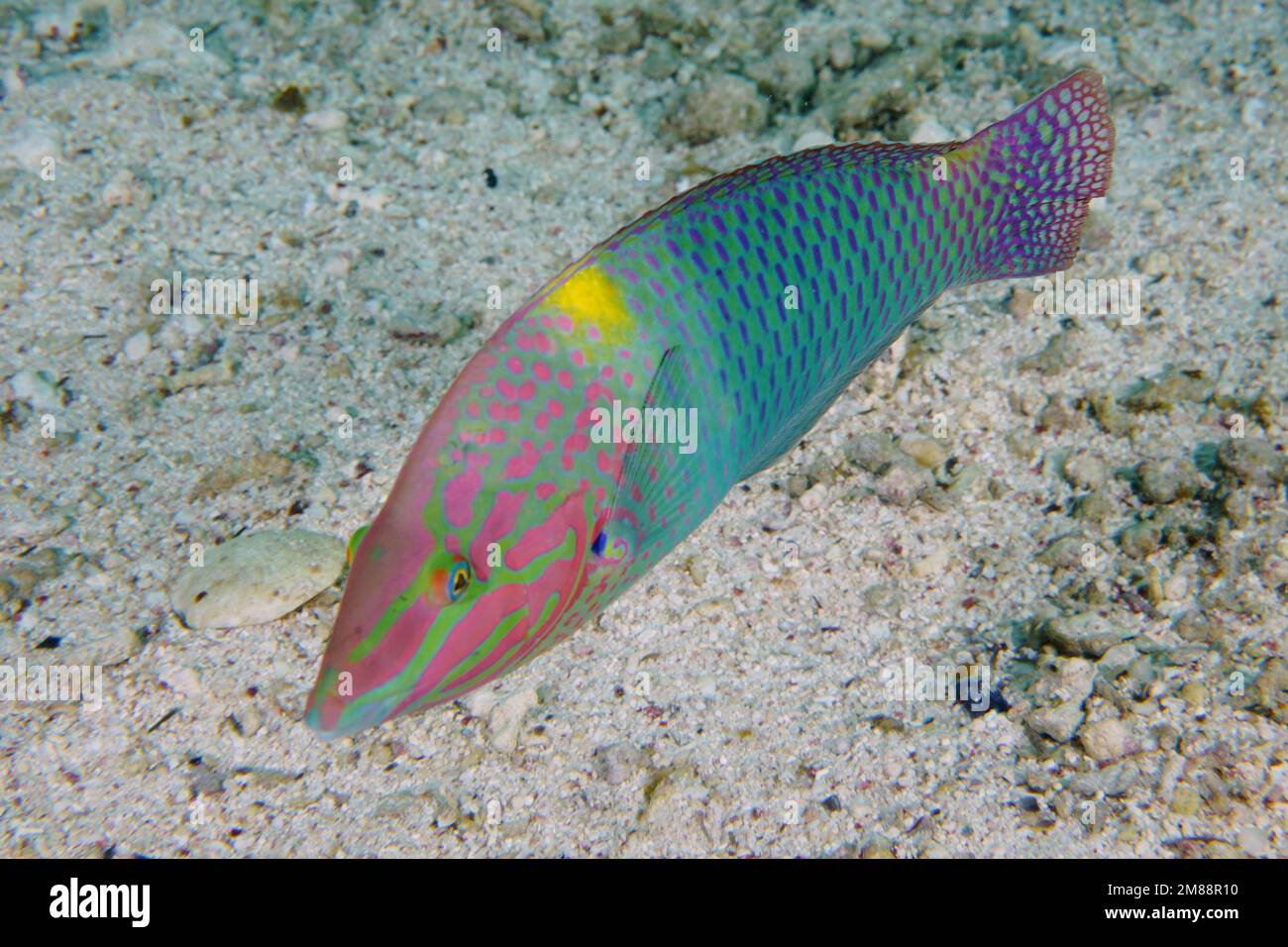Checkerboard wrasse (Halichoeres hortulanus) . Dive site House Reef, Mangrove Bay, El Quesir, Red Sea, Egypt, Africa Stock Photo