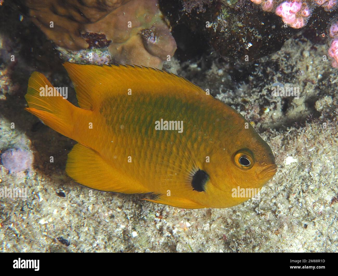 Sulphur demoiselle (Pomacentrus sulphureus) Bonefish. Dive site House Reef, Mangrove Bay, El Quesir, Red Sea, Egypt, Africa Stock Photo