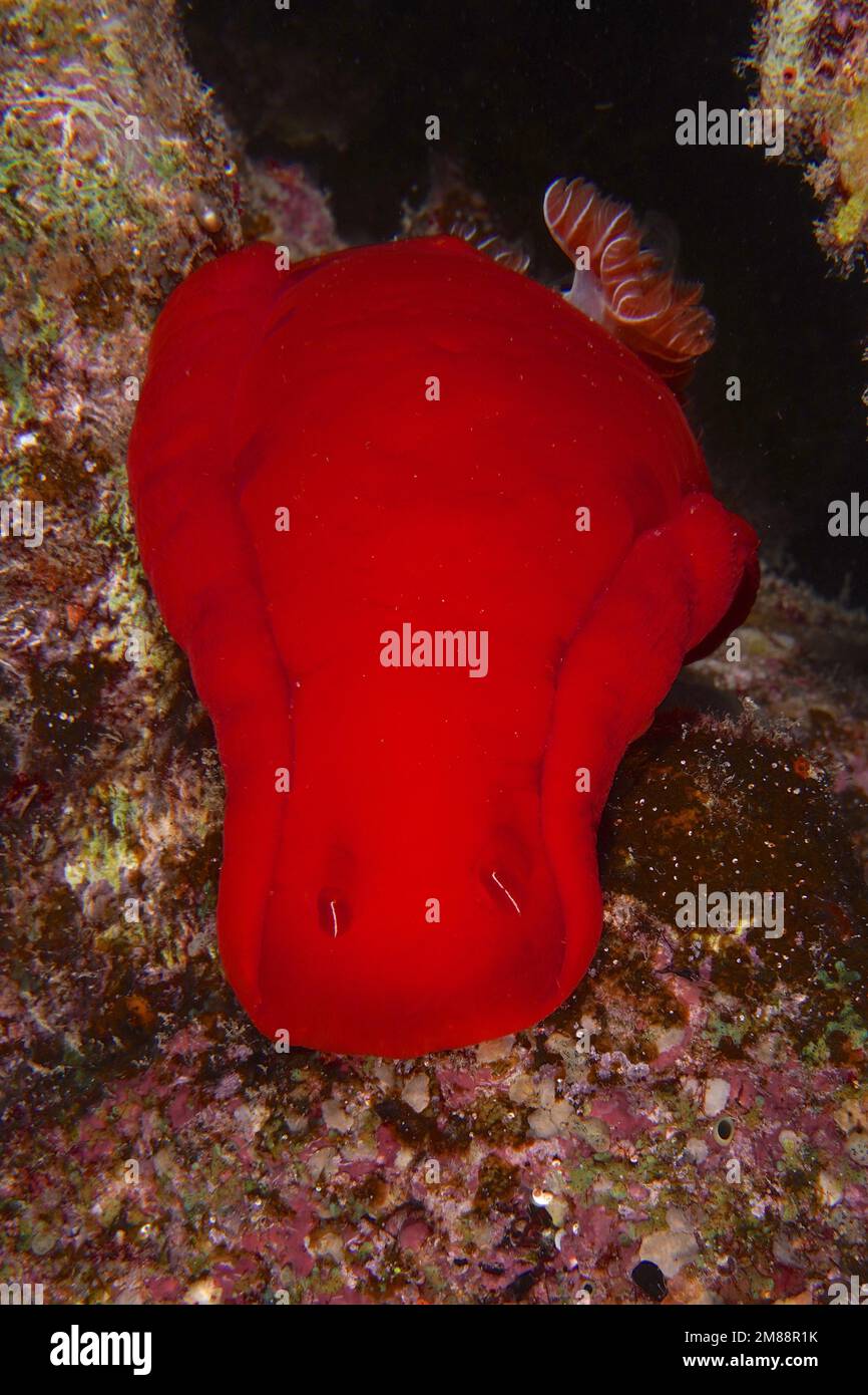 Spanish dancer (Hexabranchus sanguineus) . Dive site Abu Dabab, Red Sea, Egypt, Africa Stock Photo