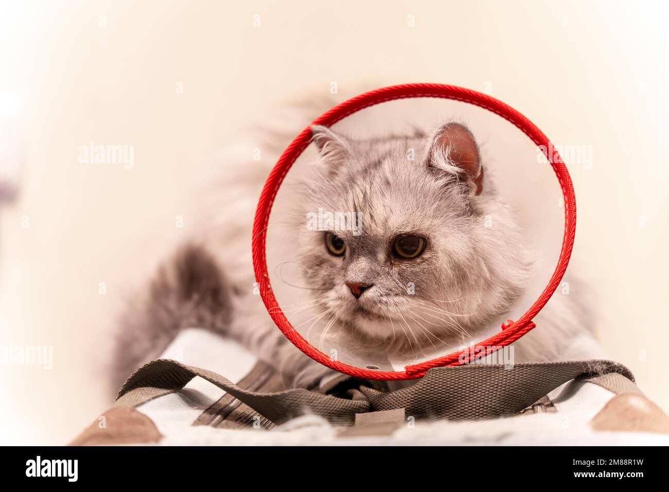 Veterinary clinic, a Siberian cat with a protector so that it does not bite or scratch Stock Photo