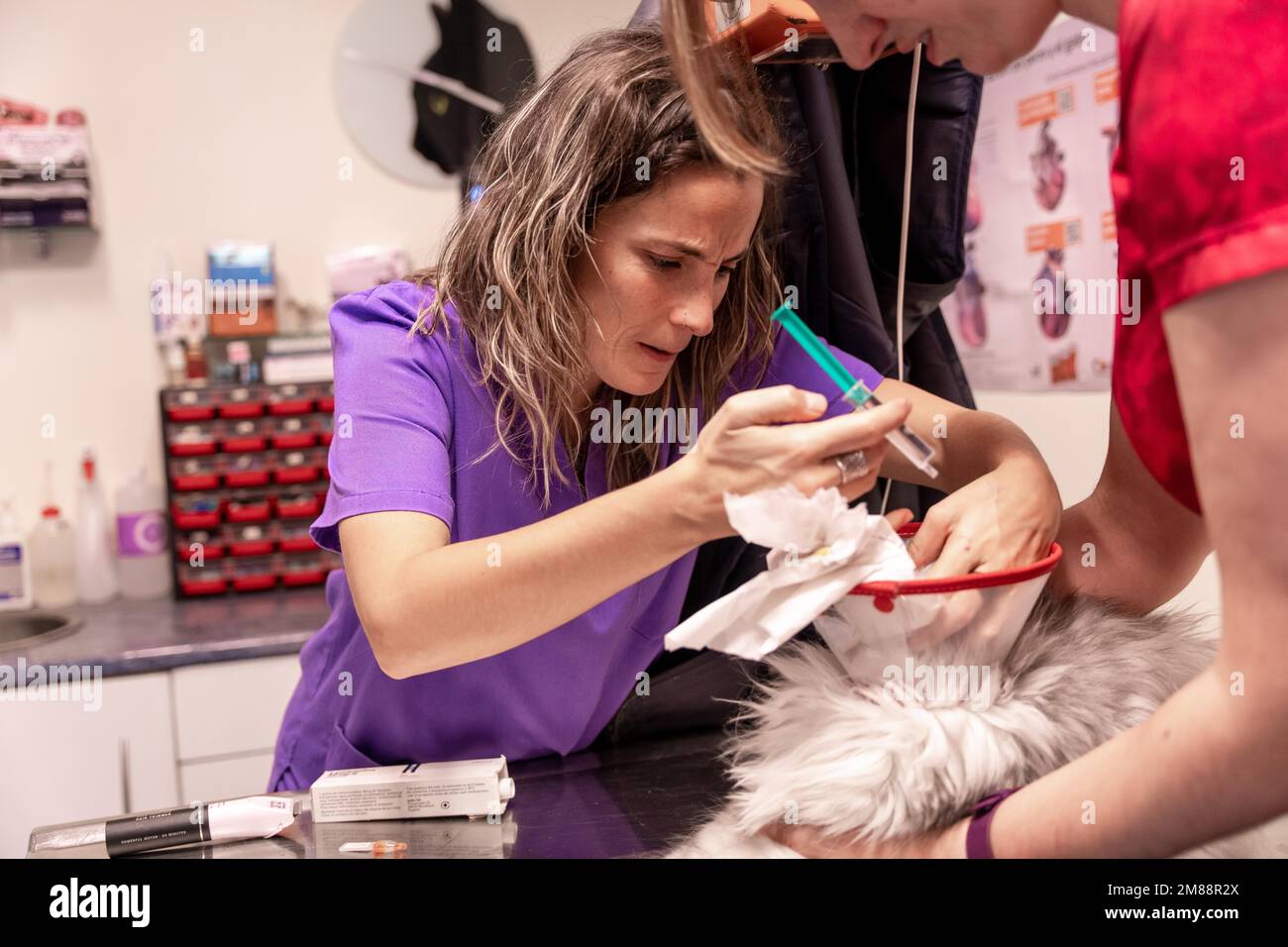 Veterinary clinic, two veterinarians checking the eye ulcer of the