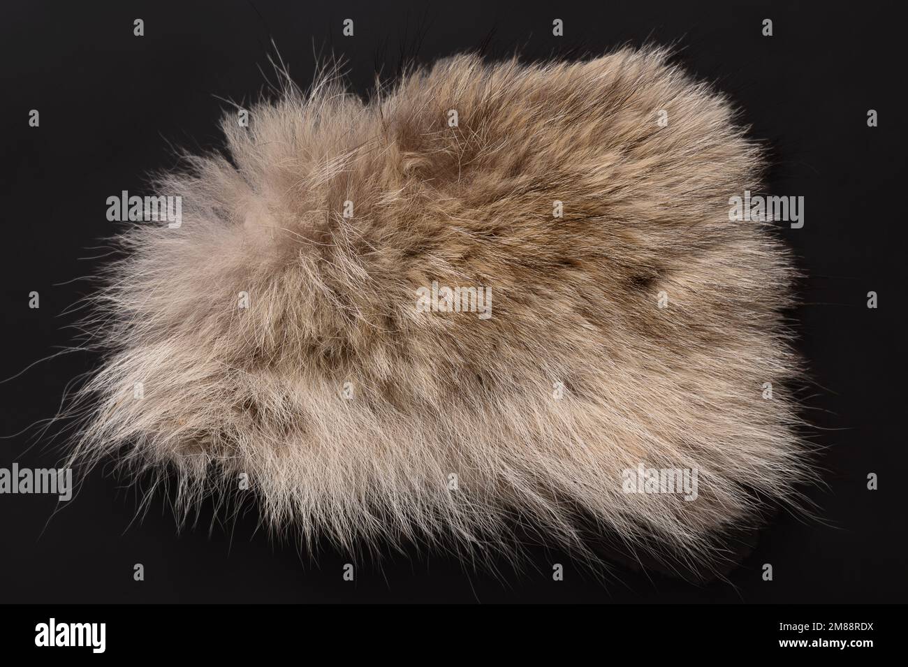 Real grey wolf fur, from above. Wolf pelt with silky, fluffy and bushy fur fibers, primarily used for scarfs. Thick growth of hair. Stock Photo