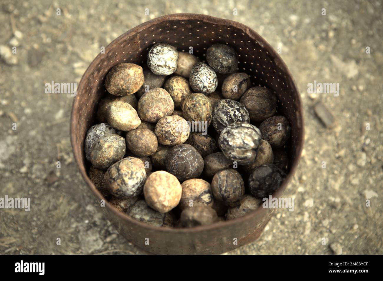 Harvested candlenuts (Aleurites moluccana), known as kemiri in Indonesia; are photographed in front of a house in the indigenous village of Praijing in Tebara, Waikabubak, West Sumba, Sumba Island, in East Nusa Tenggara province of Indonesia. Stock Photo