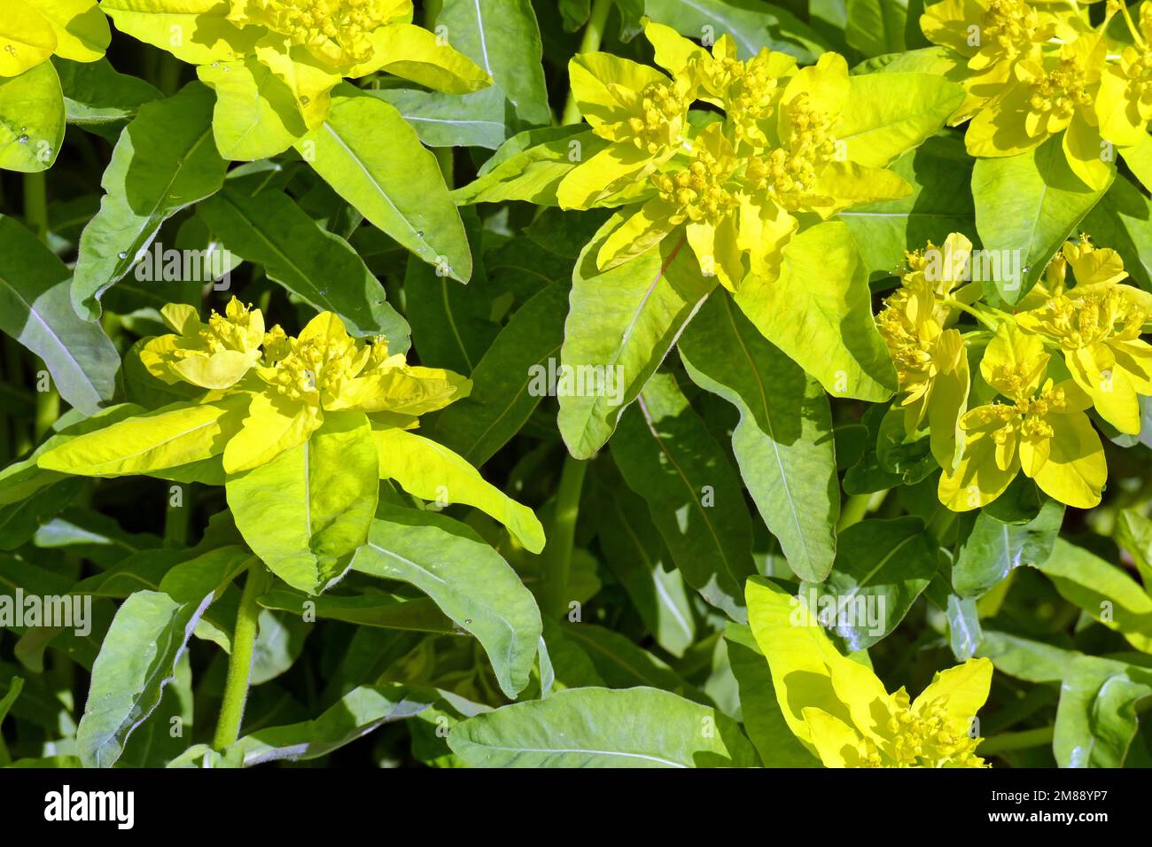 Golden spurge (Euphorbia polychroma Stock Photo - Alamy